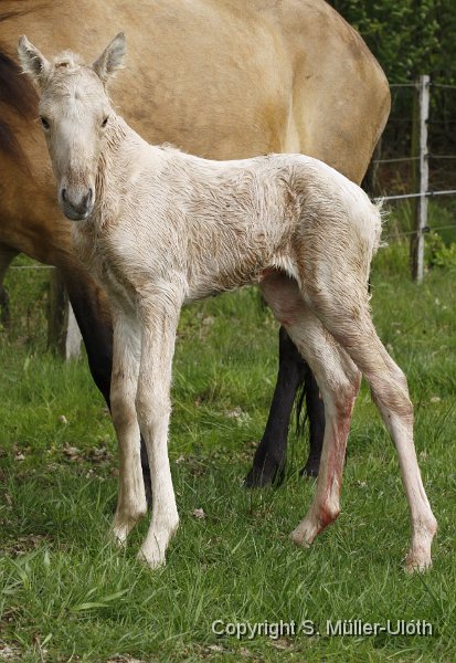 Hjoerdis 40 Min alt (4).JPG